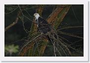 13SerengetiPMGameDrive - 21 * African Fish Eagle.